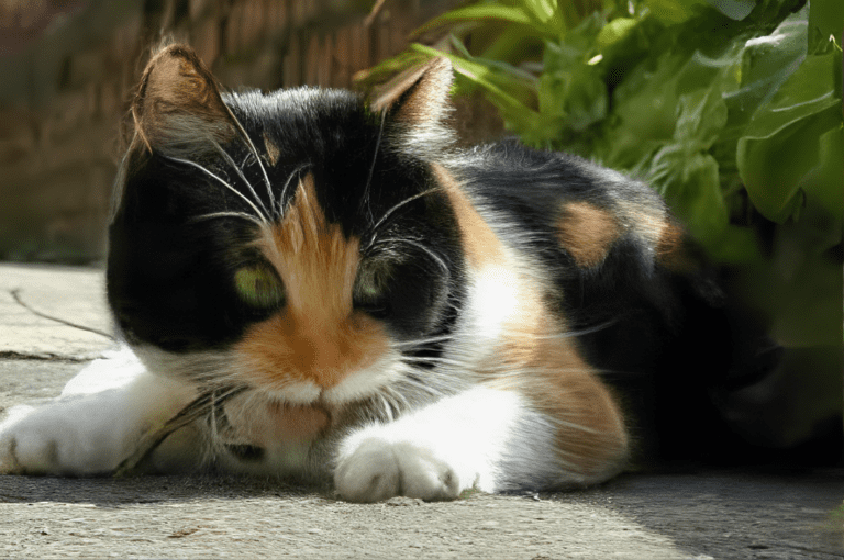 Los gatos que tienen mas de 3 colores, siempre son hembras