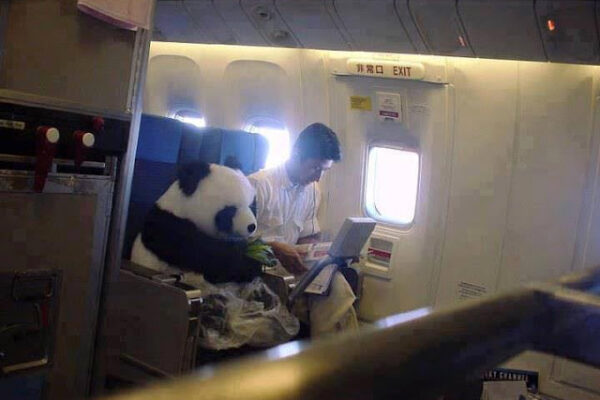 Panda real viajando en avión a Japón Panda viajando en avión