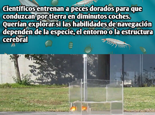 Científicos entrenan a peces dorados para que conduzcan por tierra en coches diminutos Científicos entrenan a peces dorados para que conduzcan por tierra en coches diminutos