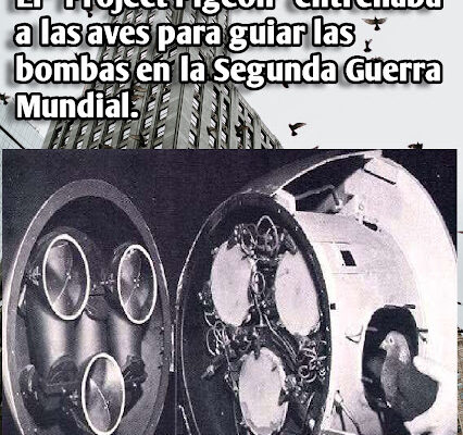 Project Pigeon: entrenaba a las aves para guiar las bombas en la Segunda Guerra Mundial Project Pigeon: entrenaba a las aves para guiar las bombas en la Segunda Guerra Mundial