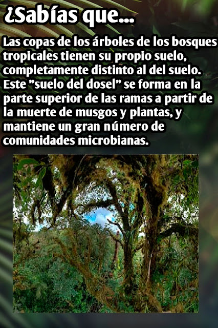 suelo del dosel