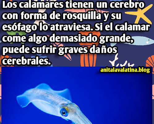 ¿Cómo es el cerebro de los calamares?