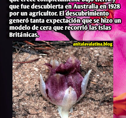 Las raras orquídeas subterráneas: Rhizanthella gardneri Las raras orquídeas subterráneas: Rhizanthella gardneri
