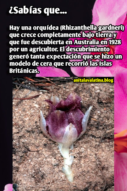 Las raras orquídeas subterráneas: Rhizanthella gardneri