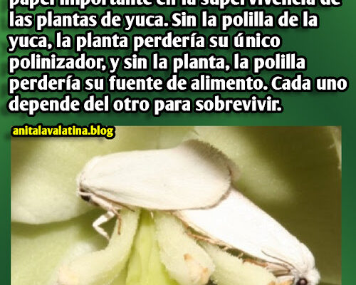 Las Yucas y polillas de la yuca depende del otro para sobrevivir