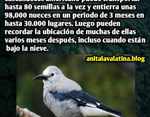 El pájaro cascanueces de Clark que puede transportar hasta 80 semillas El pájaro cascanueces de Clark que puede transportar hasta 80 semillas