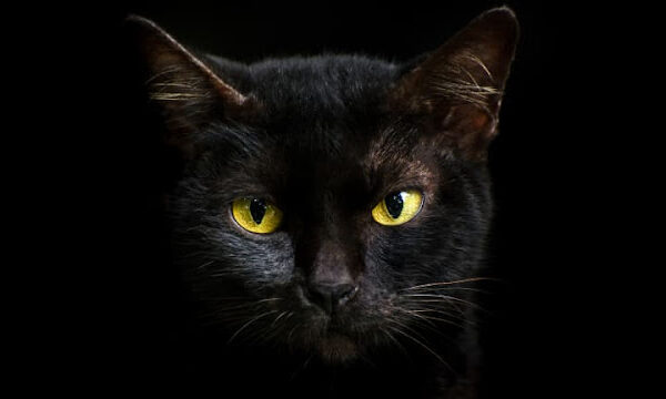 ¿Por qué los gatos negros se asocian con Halloween y la mala suerte? ¿Por qué los gatos negros se asocian con Halloween y la mala suerte?