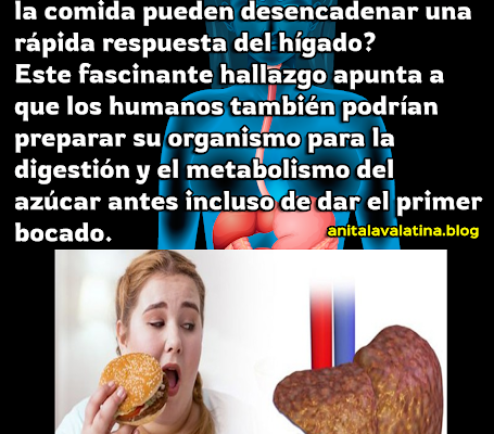 ¿Cómo el hígado responde tan rápido a los alimentos? ¿Cómo el hígado responde tan rápido a los alimentos?