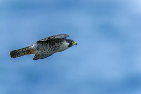 ¿Cuál es el pájaro más rápido del mundo?