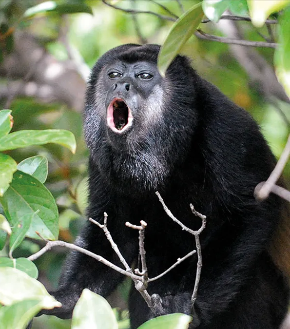 ¿Cuál es el Animal Más Ruidoso del Mundo?