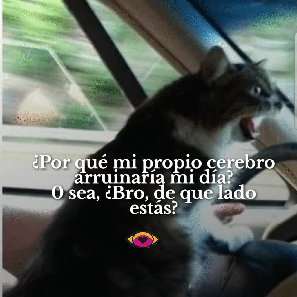 Gato manejando furioso con frase graciosa sobre el cerebro arruinando el día