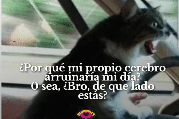 ¿Por qué mi cerebro está en mi contra? Un meme que todos sentimos Gato manejando furioso con frase graciosa sobre el cerebro arruinando el día